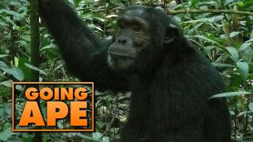 Going Ape