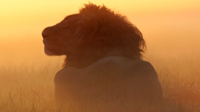 Swamp Lions