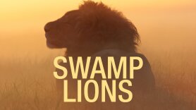 Swamp Lions