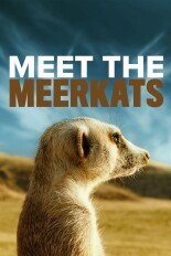 Meet the Meerkats