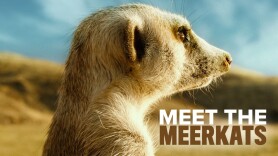 Meet the Meerkats