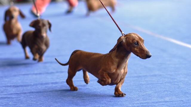 National Dog Show 2014