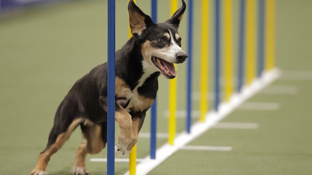 2025 AKC Agility Premier Cup