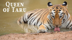 Queen of Taru