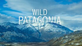 Wild Patagonia