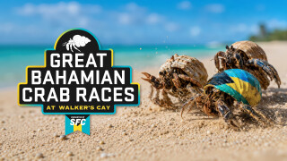 Great Bahamian Crab Races