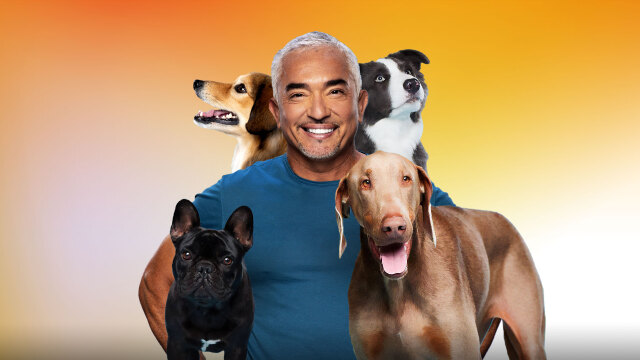 Cesar Millan: Better Human Better Dog Promo Image