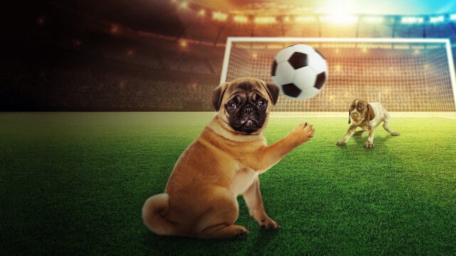 Puppy Bowl Presents: The World Pup