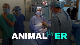 Animal ER