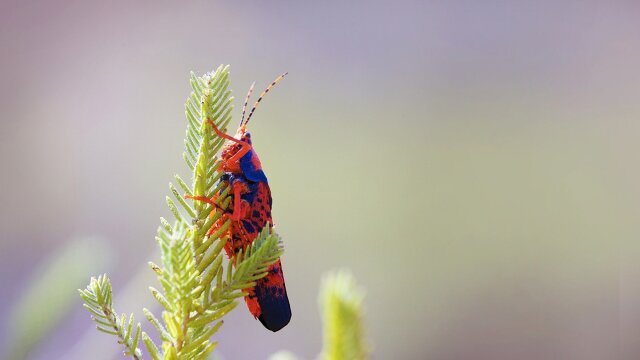 Wild Australia