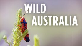 Wild Australia