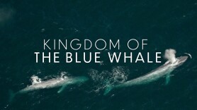 Kingdom of the Blue Whale