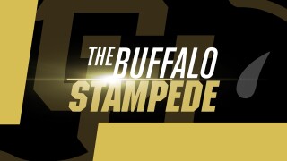 The Buffalo Stampede