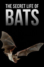 The Secret Life of Bats