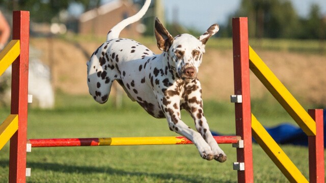 AKC Agility Invitational