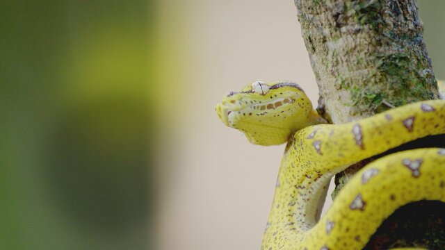 Secrets of Wild Australia