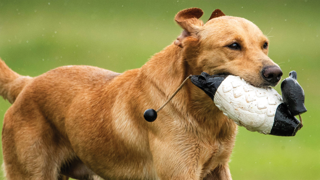 The Super Retriever Series Crown Championship