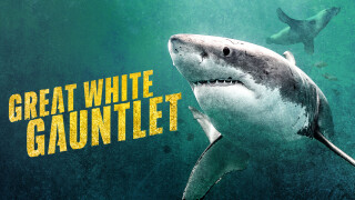 Great White Gauntlet