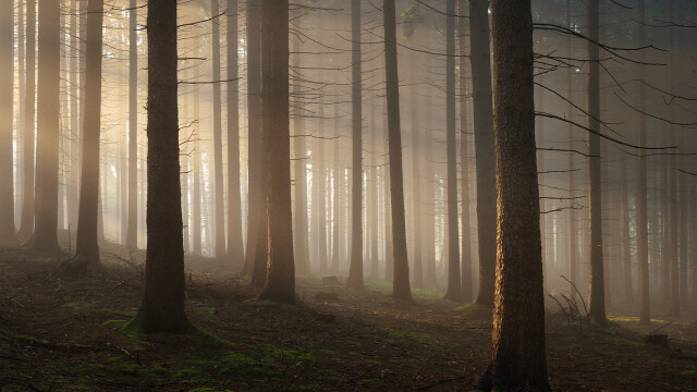 Inside the Enchanted Forests