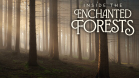 Inside the Enchanted Forests