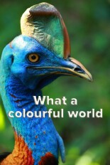 What a colourful world