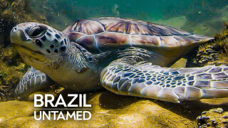 Brazil Untamed
