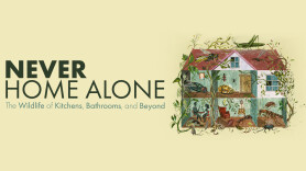 Never Home Alone: The Wildlife of Kitchens, Bathrooms and Beyond