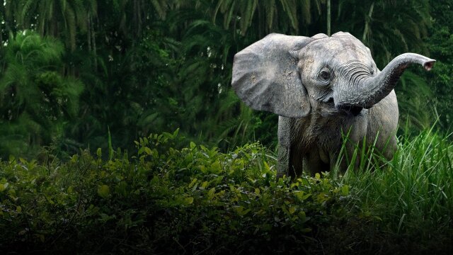 Secrets of the Elephants Promo Image
