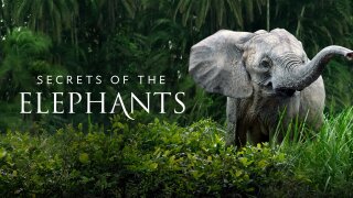 Secrets of the Elephants