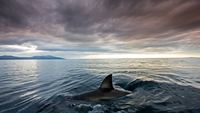 Shark of Darkness: Wrath of Submarine