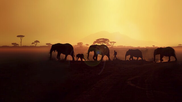 Walking with Elephants