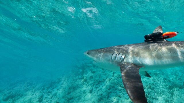 Animals With Cameras, A Nature Miniseries