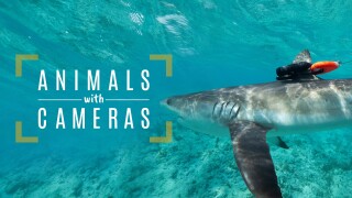 Animals With Cameras, a Nature Miniseries