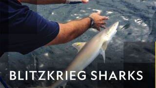 Blitzkrieg Sharks
