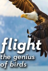 Flight: The Genius of Birds