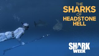 The Sharks of Headstone Hell