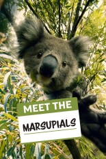 Meet the Marsupials