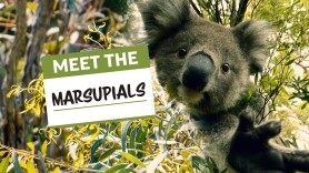 Meet the Marsupials