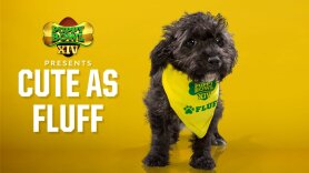 Puppy Bowl XIV Presents: Cute as Fluff