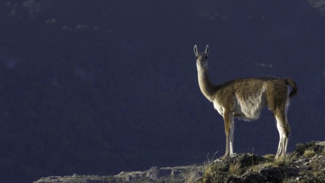 Patagonia Park: A Journey Into the Wild