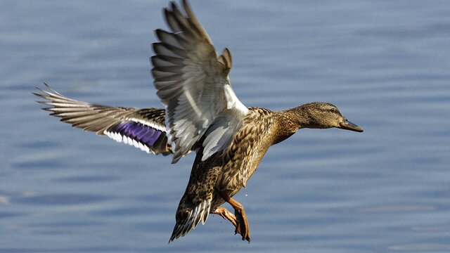 Ducks Unlimited TV