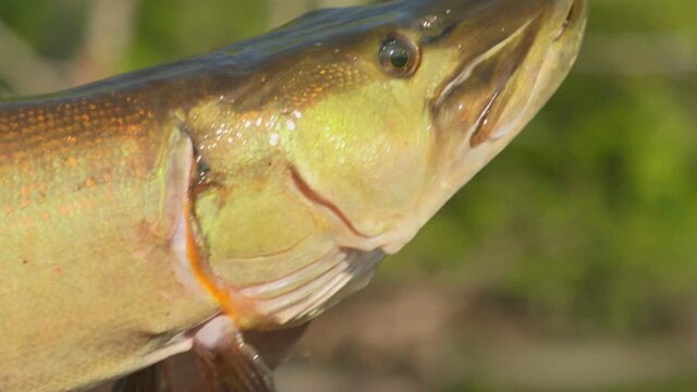 In Fisherman TV